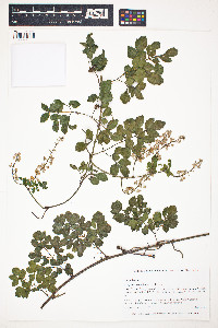 Image of Serjania polyphylla