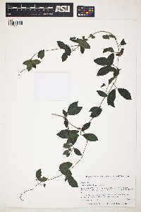 Amphilophium lactiflorum image