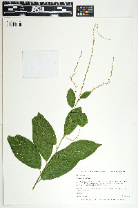 Image of Petiveria alliacea