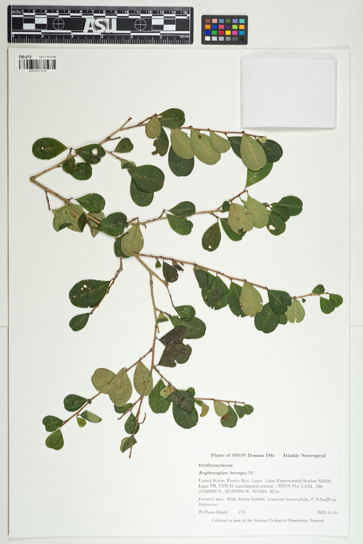 Erythroxylaceae image