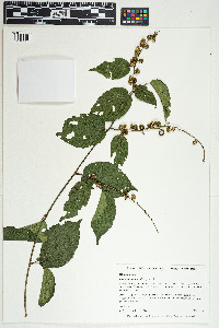 Image of Gouania lupuloides