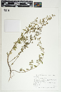 Image of Chamaesyce hypericifolia