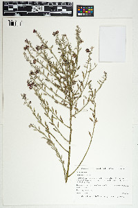 Image of Krameria ixine