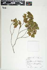 Image of Croton lucidus