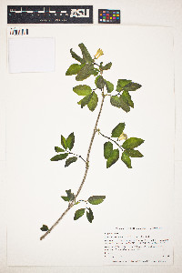 Image of Lonicera canadensis