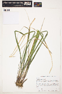 Oryzopsis asperifolia image