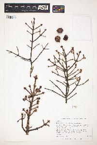 Picea mariana image