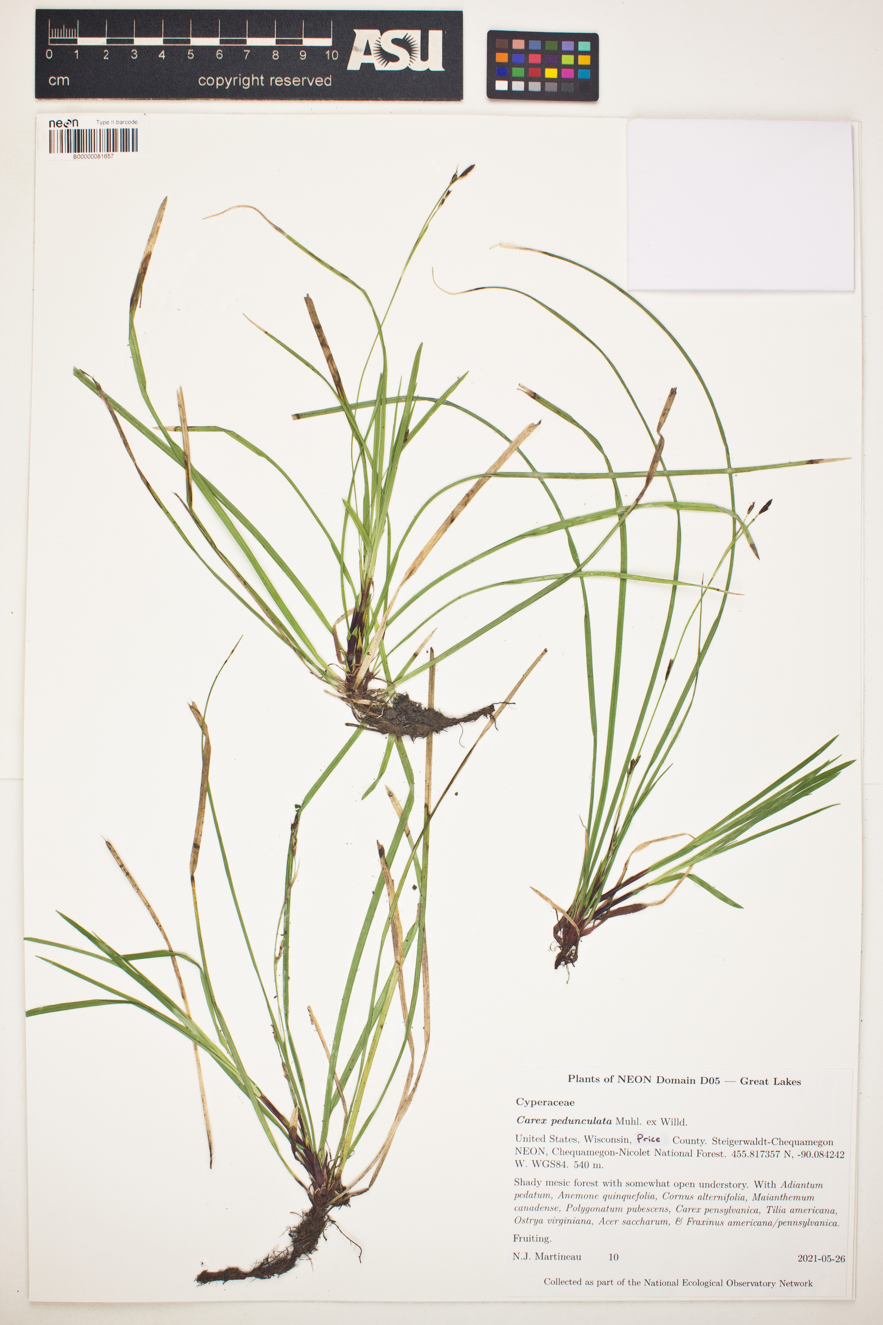 Carex pedunculata image