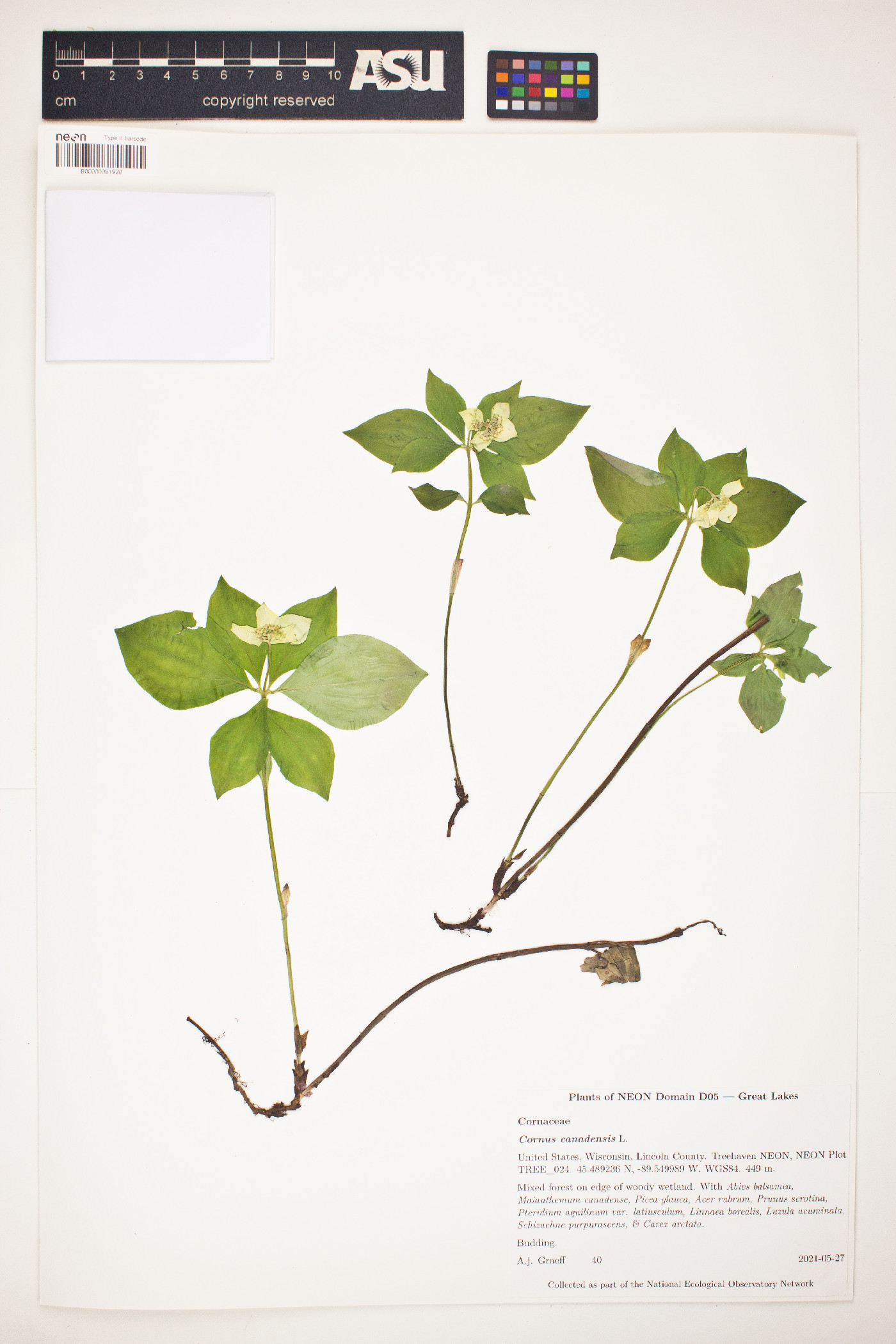 Cornus canadensis image