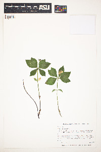 Cornus canadensis image