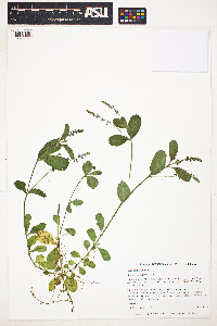 Veronica officinalis image