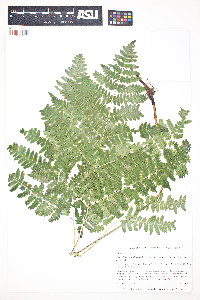 Pteridium latiusculum image