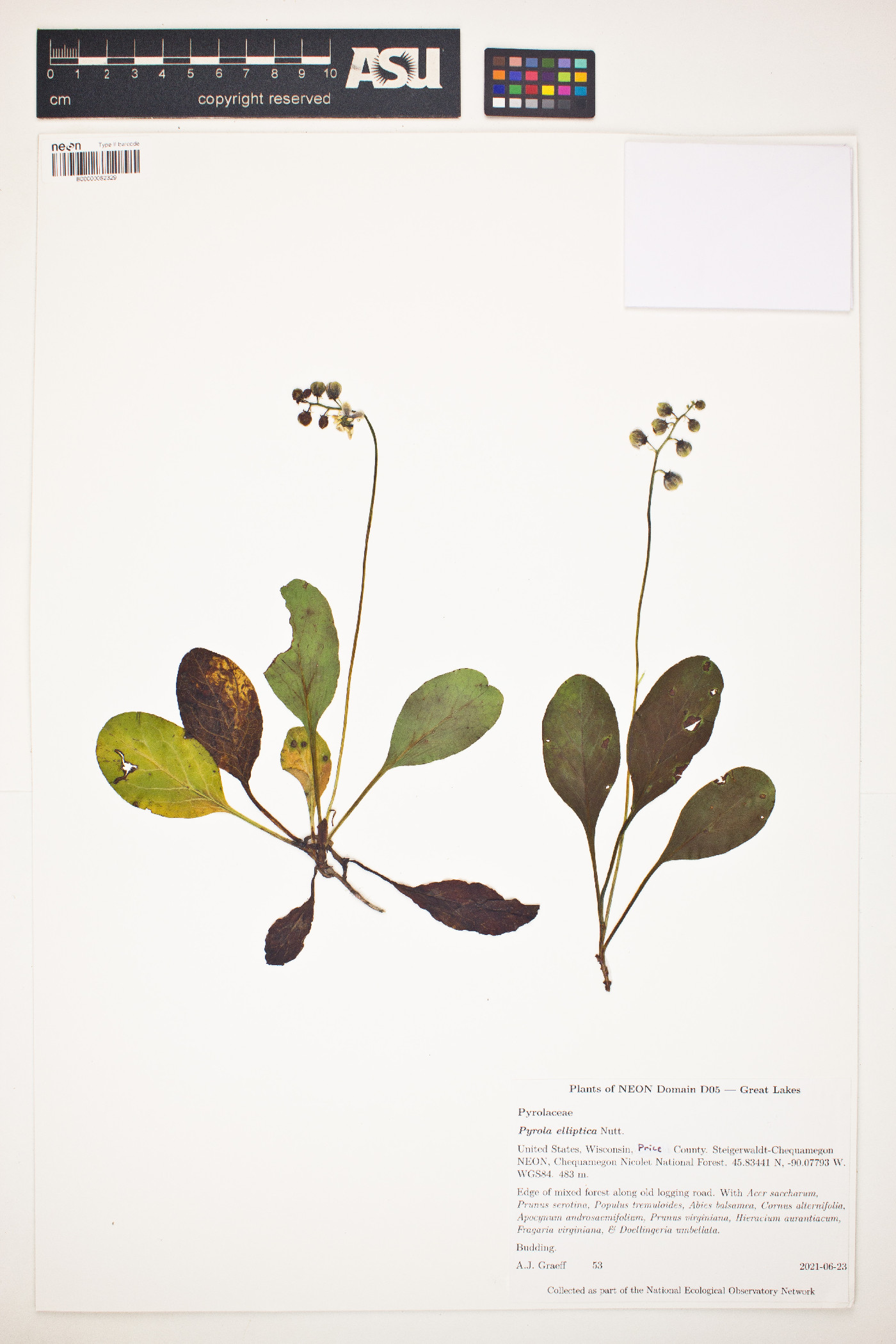 Pyrola elliptica image