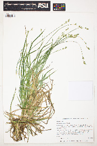 Carex deweyana image