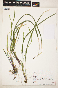 Oryzopsis asperifolia image