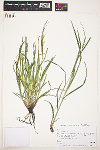 Carex blanda image