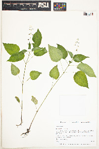 Image of Circaea lutetiana