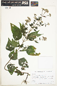 Image of Ageratina altissima