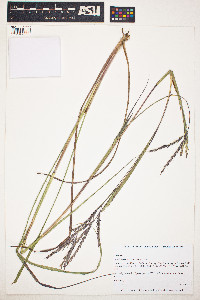 Andropogon gerardii image