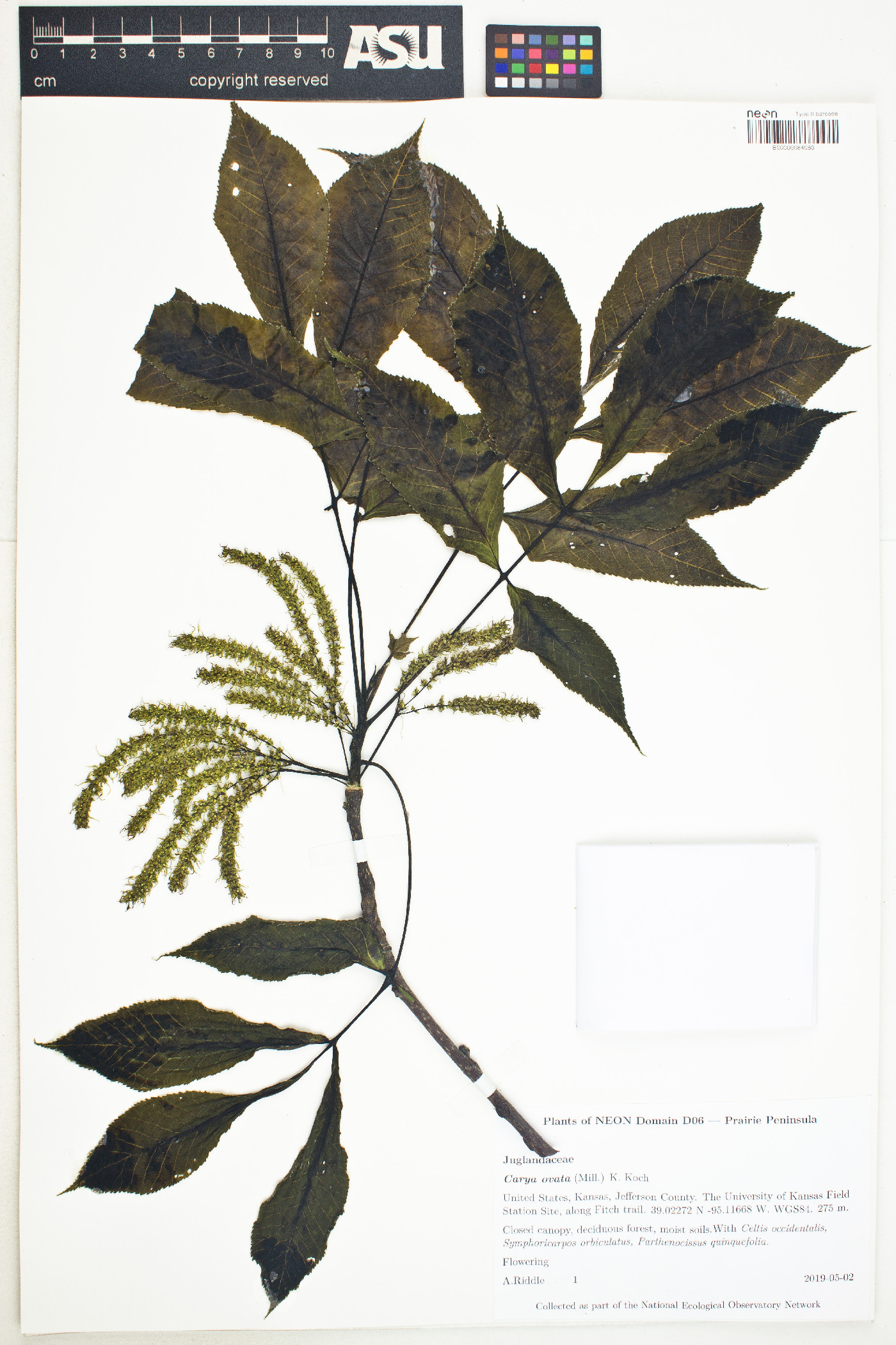 Carya ovata image