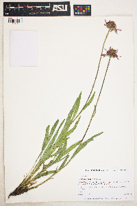 Image of Echinacea angustifolia