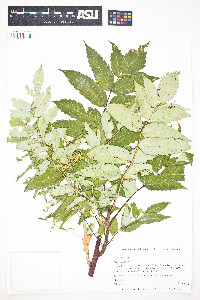 Rhus glabra image