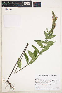 Teucrium canadense image