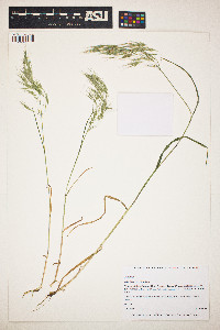 Bromus tectorum image