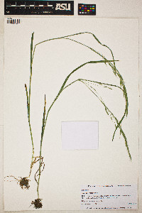 Bromus tectorum image