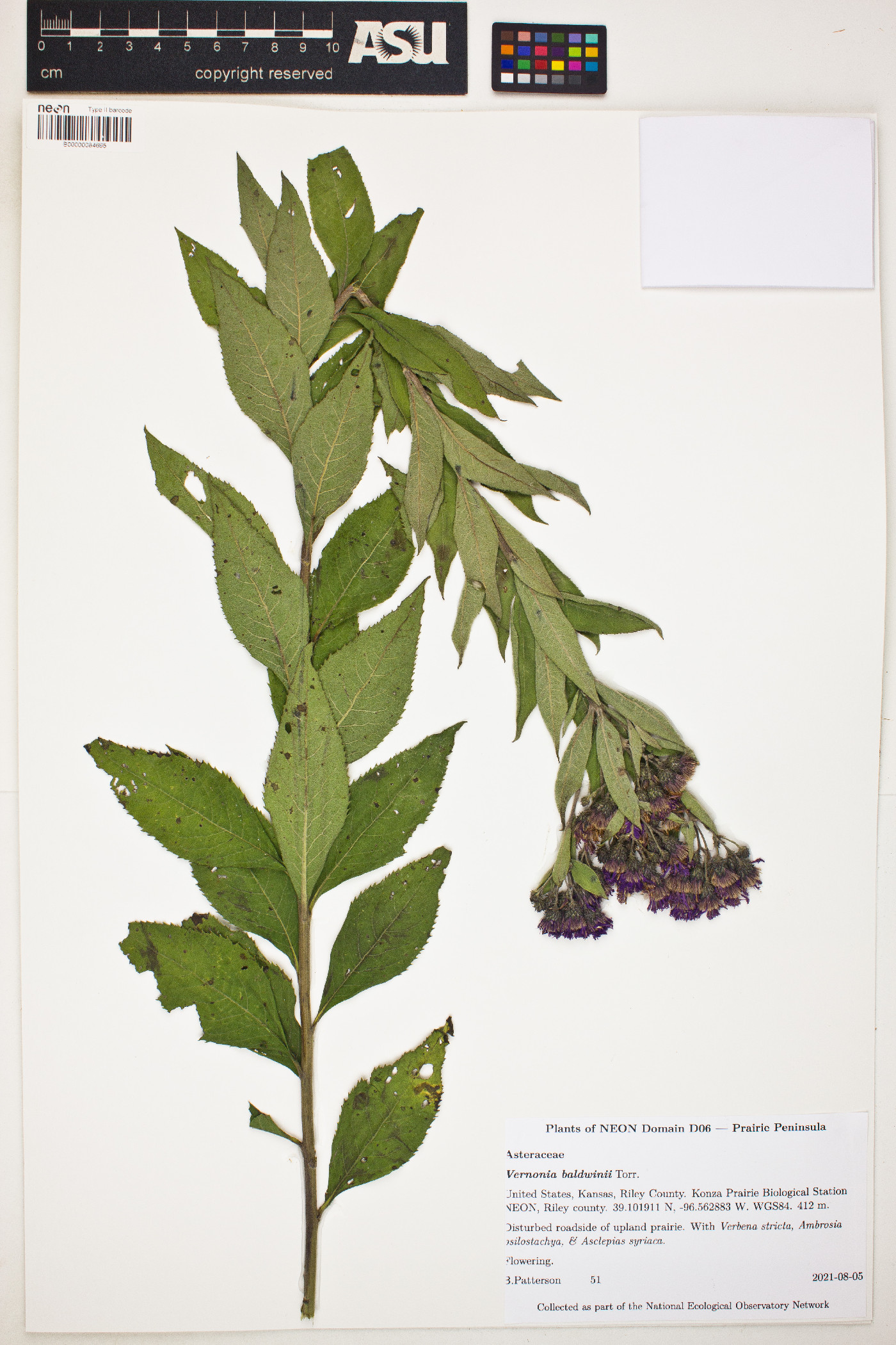 Vernonia baldwinii image