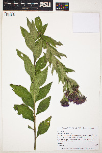 Image of Vernonia baldwinii