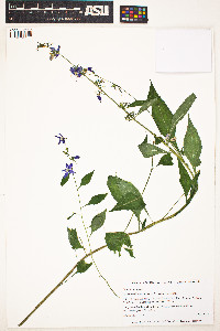 Campanulastrum americanum image