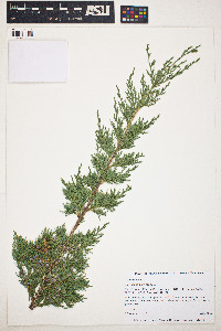 Juniperus virginiana image