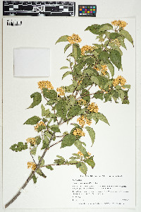 Cornus drummondii image