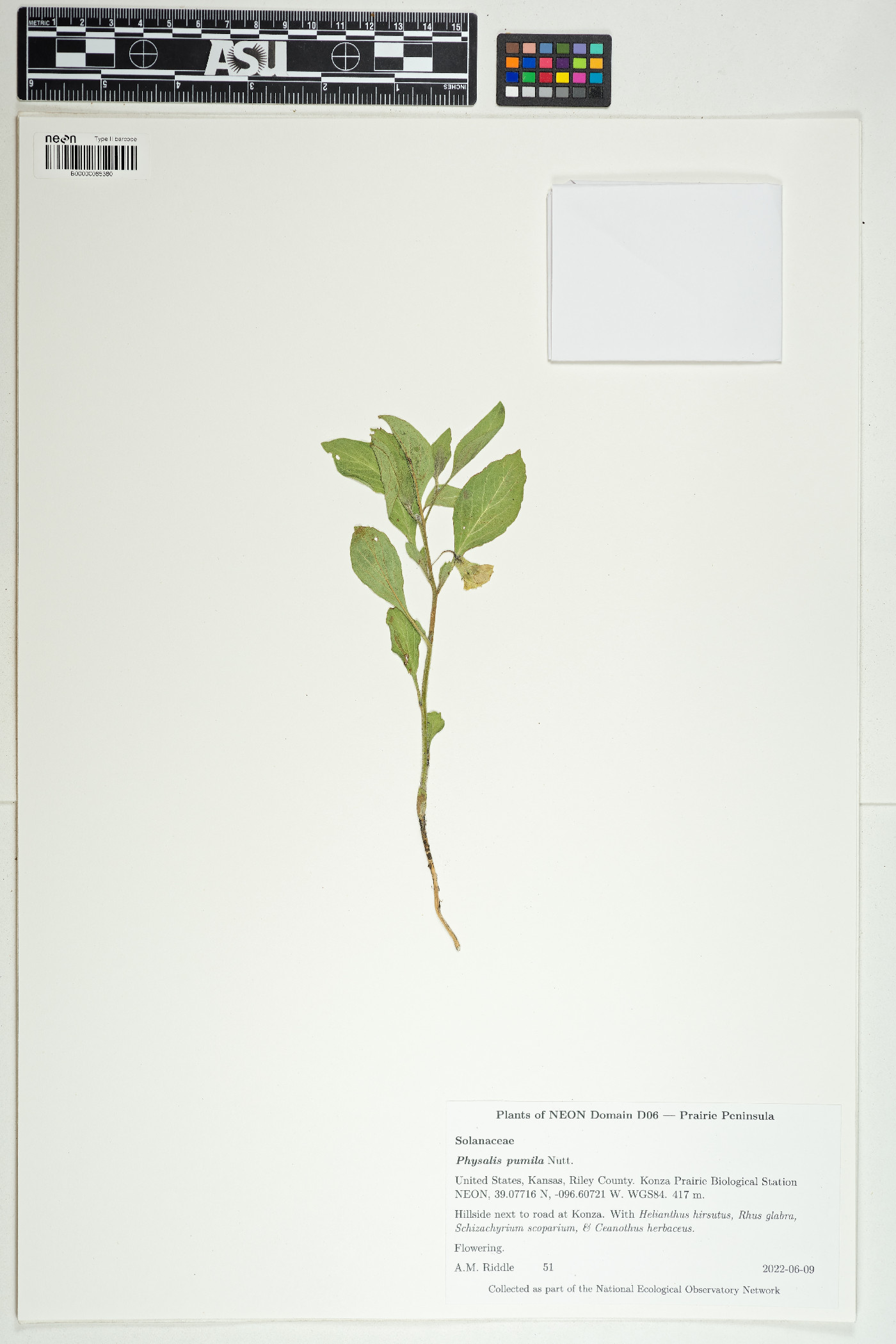 Physalis pumila image