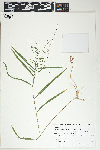 Muhlenbergia sobolifera image