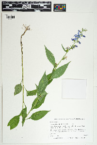 Campanula americana image