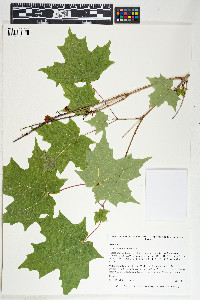 Acer saccharum image