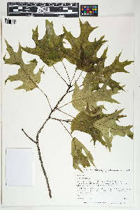 Quercus rubra image