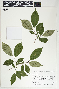 Diospyros virginiana image