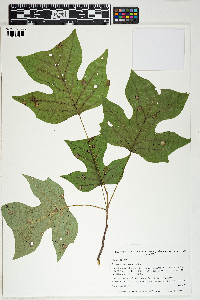 Liriodendron tulipifera image