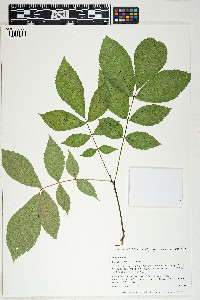 Carya glabra image