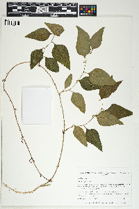 Smilax glauca image