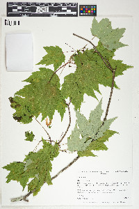 Acer rubrum image