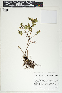 Vaccinium angustifolium image