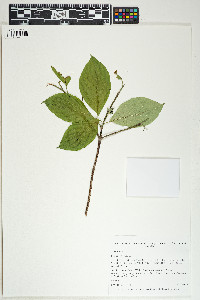 Cornus florida image