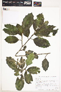 Ilex opaca image