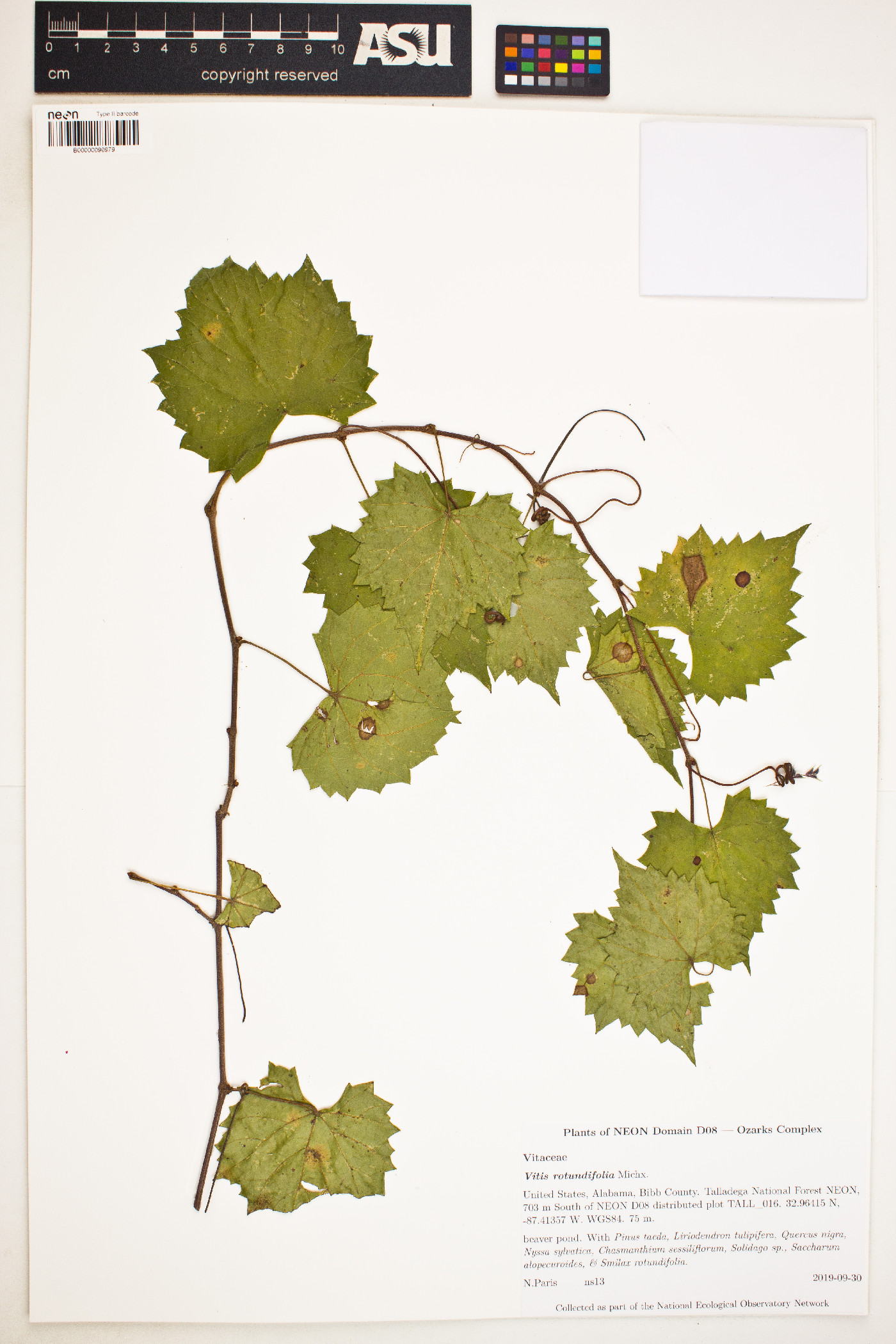 Vitis rotundifolia image