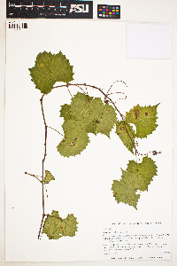 Vitis rotundifolia image