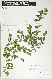 Ligustrum sinense image